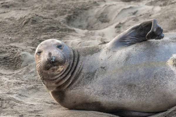 Elepant Foka Położona Plaży Elephant Seal Vista Point San Simeon — Zdjęcie stockowe