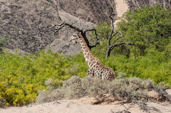 Впечатление Ангольского Жирафа Giraffa Giraffa Angolensis Разгуливающего Пустыне Северо Западе — стоковое фото