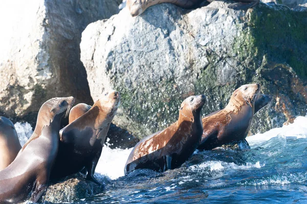 Bir Grup Deniz Aslanı Güneşli Bir Kış Öğleden Sonrasında Monterey — Stok fotoğraf