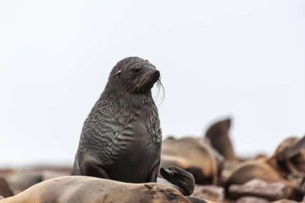 Primo Piano Una Foca Sulla Spiaggia Vicino Alla Costa Degli — Foto Stock