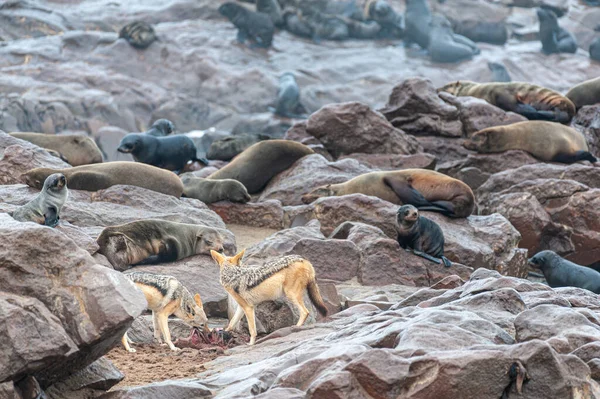 Canis Aureus Cape Cross Kıyılarında Çöpatma Bir Seal Kadavra Yeme — Stok fotoğraf