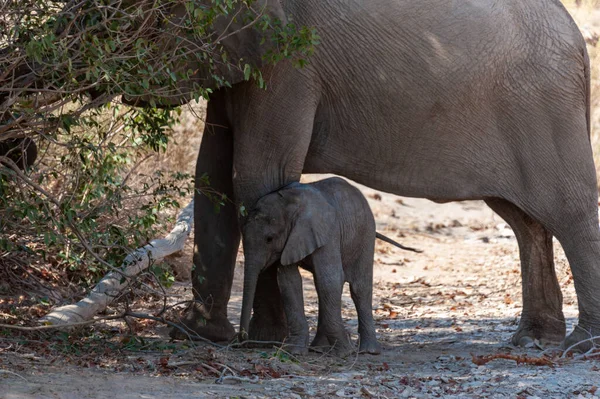 Primer Plano Una Madre Elefante Del Desierto Alimentando Ternero Norte — Foto de Stock