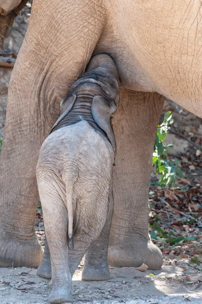 Primer Plano Una Madre Elefante Del Desierto Alimentando Ternero Norte — Foto de Stock