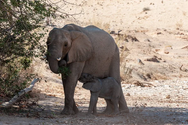 Primo Piano Una Madre Elefante Del Deserto Che Nutre Suo — Foto Stock