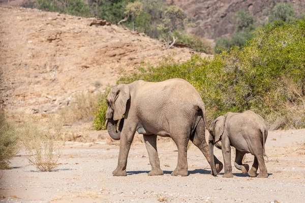 Closeup of two African Desert Elephant - Loxodonta Africana- wandering in the desert in North Western Namibia.