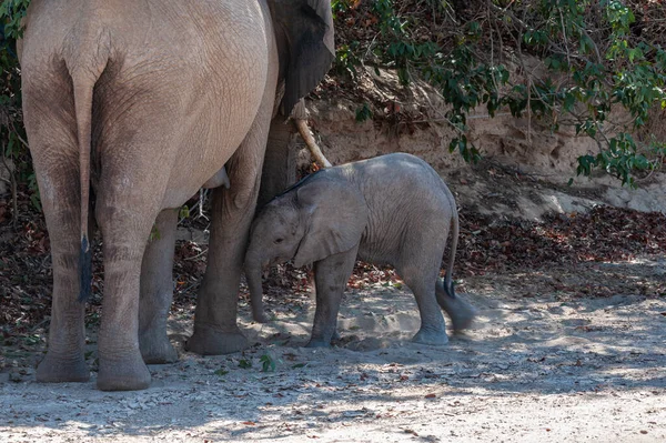 Close Elefante Deserto Seu Bezerro Bebê Alimentando Algum Lugar Namíbia — Fotografia de Stock