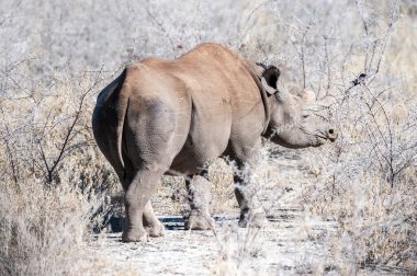 Siyah gergedan - Diceros bicornis- etosha milli parkı, Namibya ovalarında scrubs yeme.