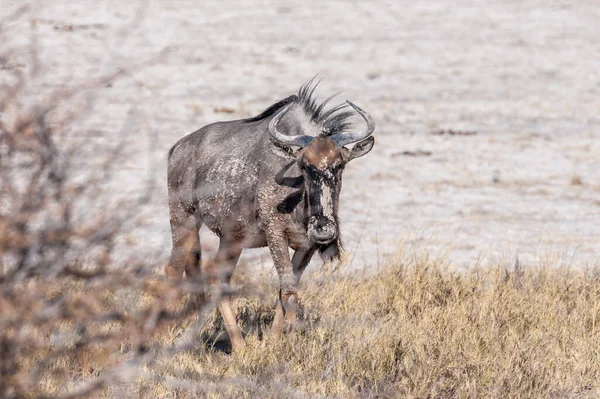 Blue Wildebeest Connochaetes Taurinus También Conocido Como Gnus Pie Borde —  Fotos de Stock