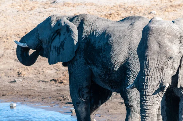 Zwei Afrikanische Elefanten Loxodonta Africana Trinken Aus Einem Wasserloch Etoscha — Stockfoto