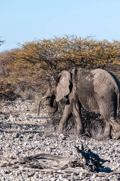 Éléphant Africain Géant Loxodonta Africana Pas Marche Après Avoir Pris — Photo