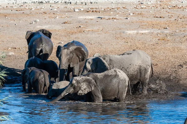 Herd African Elephants Loxodonta Africana Bathing Waterhole Etosha National Park — Stock Photo, Image