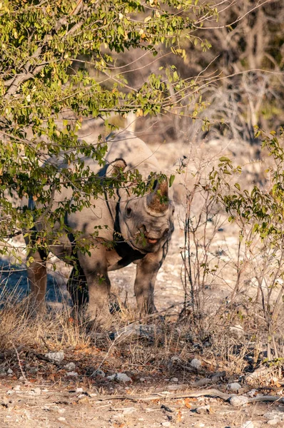 Rinocer Negru Diceros Bicornis Mananca Scruburi Campiile Parcului National Etosha — Fotografie, imagine de stoc