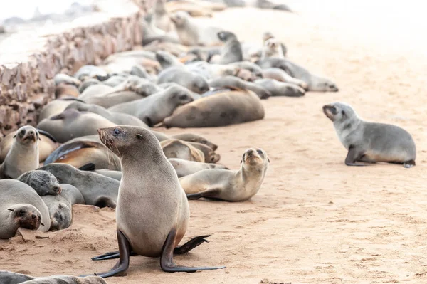 纳米比亚骷髅海岸附近海豹群中大量海豹的印象 — 图库照片