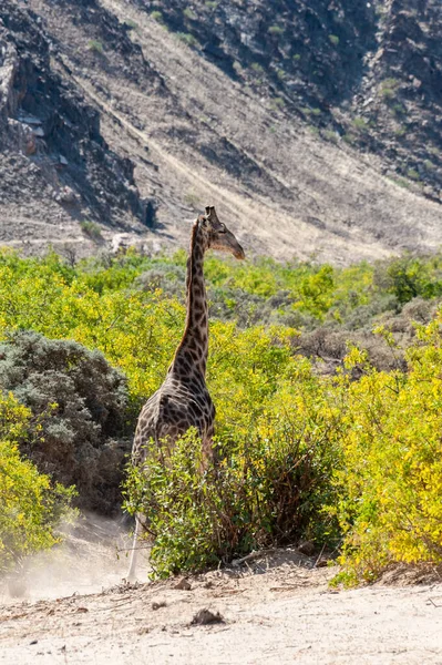 Впечатление Ангольского Жирафа Giraffa Giraffa Angolensis Разгуливающего Пустыне Северо Западе — стоковое фото