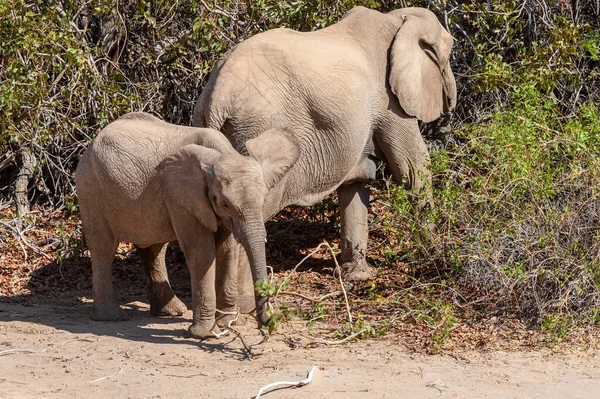 2つのアフリカ砂漠の象の閉鎖 Loxodontaアフリカ 北西部ナミビアの砂漠をさまよう — ストック写真