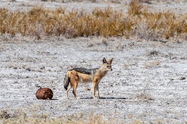 Bir yan çizgili -Canis Adustus- Etosha Milli Parkı, Namibya av için avcılık.