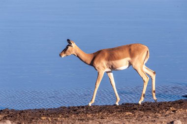 Bir Impala -Aepyceros melampus- Etosha Milli Parkı, Namibya bir su birikintisi önünde yürüyüş.