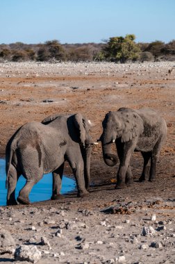 İki Erkek Afrika Fili -Loxodonta Africana- kavga için birbirlerine meydan okuyorlar. Etosha Ulusal Parkı, Namibya.