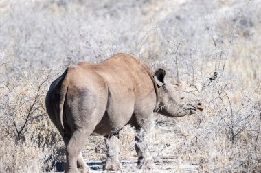 Siyah gergedan - Diceros bicornis- etosha milli parkı, Namibya ovalarında scrubs yeme.