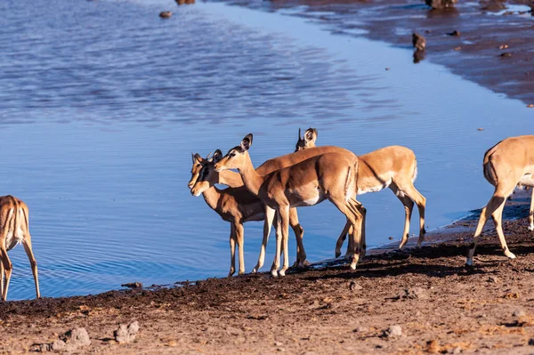 Groupe Impalas Buvant Dans Trou Eau Parc National Etosha Namibie — Photo
