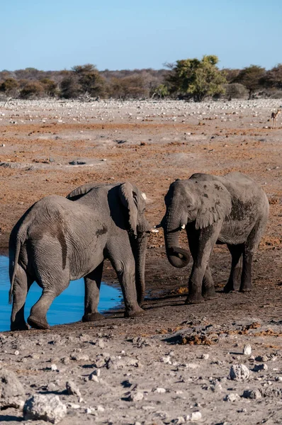 Dos Elefantes Africanos Masculinos Loxodonta Africana Desafían Mutuamente Por Una —  Fotos de Stock