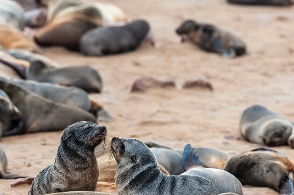 两只海豹互相凝视着对方 纳米比亚骷髅海岸 — 图库照片