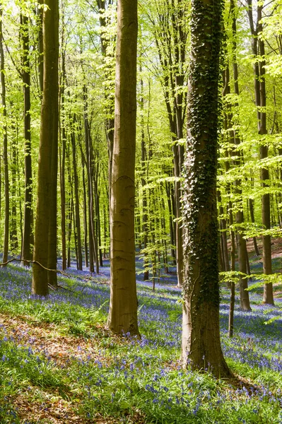 在比利时 阳光正冲破构成Hallerbos树的布满叶子的树冠 — 图库照片