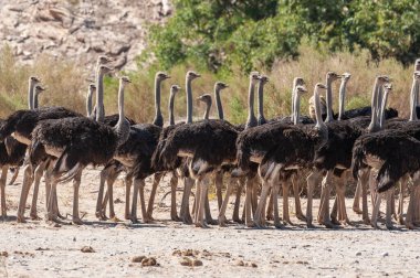 Namibya 'da bir yerde toprak yoldan geçen dev bir devekuşu grubunun telefon çekimi..