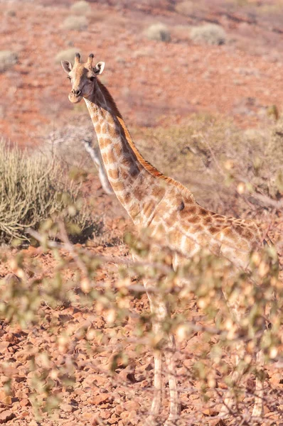 Крупный План Ангольского Жирафа Жирафа Ангольский Голова Торчащая Кустов Намибийской — стоковое фото