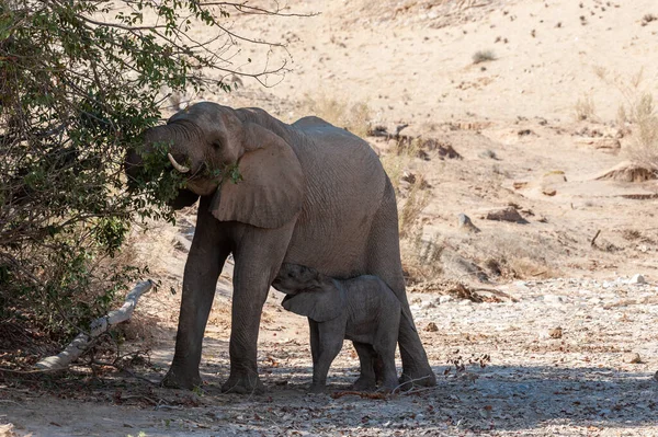 Primo Piano Una Madre Elefante Del Deserto Che Nutre Suo — Foto Stock