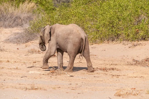 アフリカの砂漠象の印象 Loxodontaアフリカ 北西部ナミビアの砂漠をさまよう — ストック写真