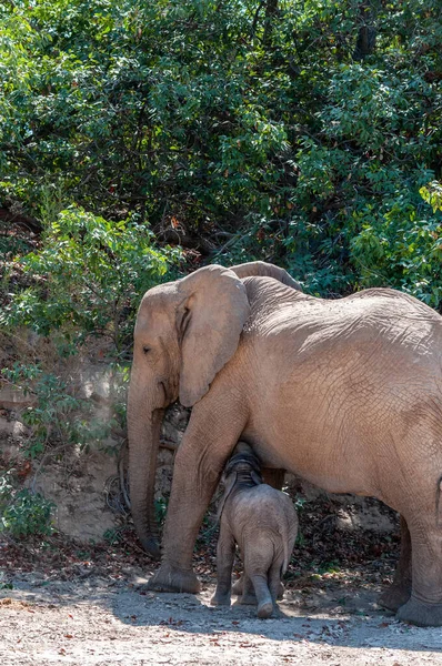 Primo Piano Una Madre Elefante Del Deserto Che Nutre Suo — Foto Stock