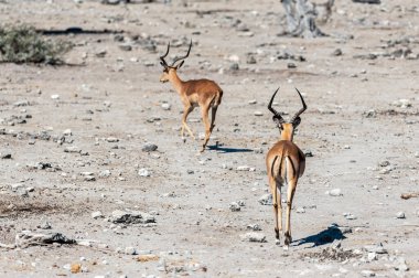 İki Impalas - Aepyceros melampus - Etosha Ulusal Parkı, Namibya düzlüklerinde otluyor.