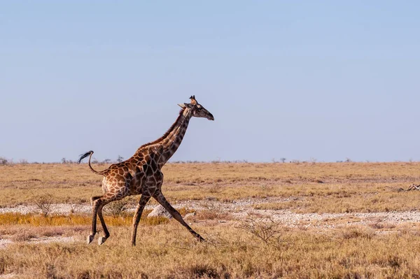 Bir dörtnala Zürafa - Giraffa Camelopardalis- Etosha Milli Parkı ovalarında, Namibya.