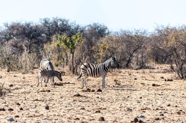 Duas Planícies Burchells Zebra Equus Quagga Burchelli Caminhando Nas Planícies — Fotografia de Stock