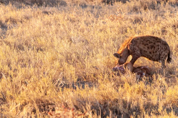 Închiderea Unei Hyena Reperate Crocuta Crocuta Pradă Văzută Timpul Orelor — Fotografie, imagine de stoc
