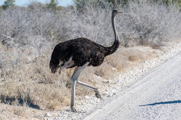 Close Van Een Zuid Afrikaanse Struisvogel Struthio Camelus Australis Ook — Stockfoto