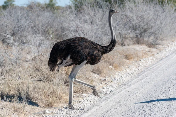 Closeup South African Ostrich Struthio Camelus Australis Also Known Black — Stock Photo, Image