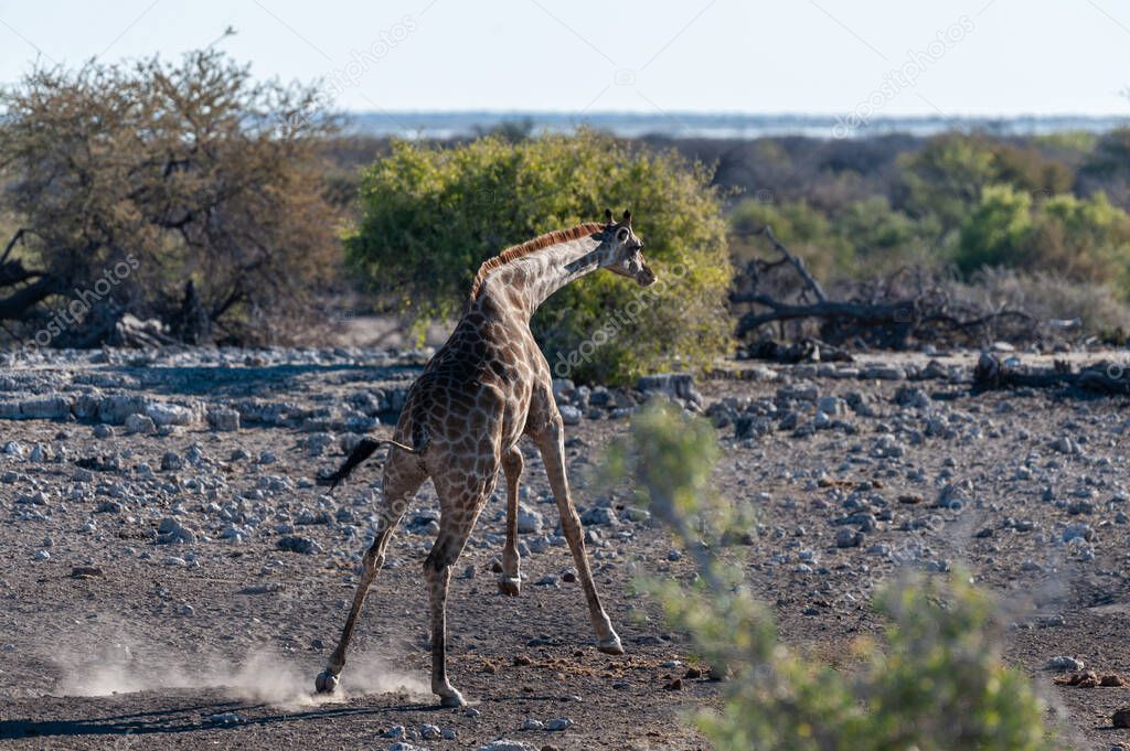 One Angolan Giraffe - Giraffa giraffa angolensis galloping nervously near a waterhole in Etosha national park, Namibia.
