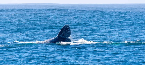 カリフォルニアの海岸に面した灰色の鯨の巨大な尾のフィン — ストック写真