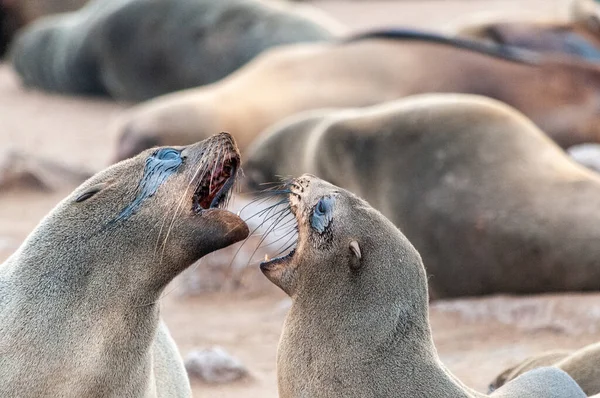 Dois Selos Combate Praia Perto Skeleton Coast Namíbia — Fotografia de Stock