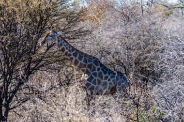 Namibya 'daki Etosha Ulusal Parkı' nda Zürafa Zürafa Zürafası adlı bir Angolan Zürafa 'nın ensesine yakın çekim.