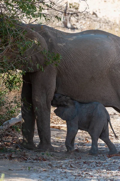 Close Uma Mãe Elefante Deserto Alimentando Seu Bezerro Norte Namíbia — Fotografia de Stock