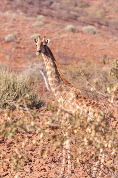 Detailní Záběr Angolské Žirafy Žirafa Angolensis Hlava Vyčnívající Keřů Namibijské — Stock fotografie