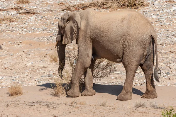 Impressionen Eines Afrikanischen Wüstenelefanten Loxodonta Africana Wandern Der Wüste Nordwesten — Stockfoto