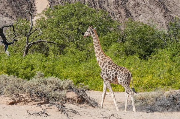 安哥拉长颈鹿 长颈鹿 在纳米比亚西北部沙漠中游荡的印象 — 图库照片