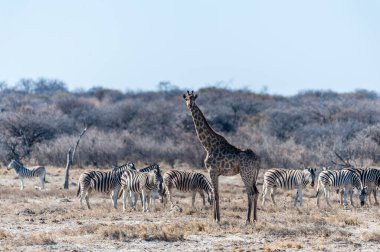 Etosha Ulusal Parkı 'nın düzlüklerinde dikilen bir grup Burchells Ovası zebrası Equus quagga Burchelli' nin ortasında duran bir Angolan zürafasının boynu..