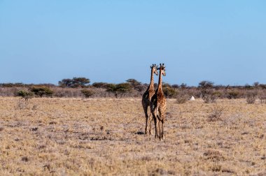 Namibya 'daki Etosha Ulusal Parkı' nda yürüyen iki Angola zürafası..