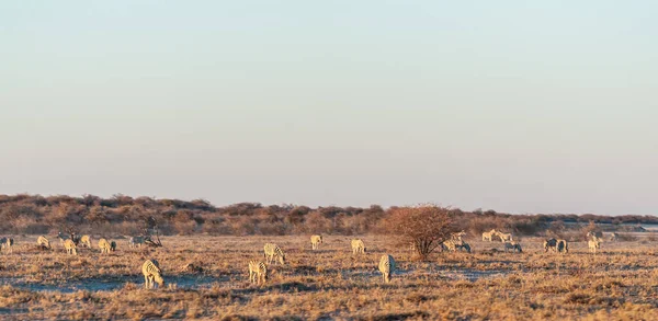 Burchells Plains Zebra Equus Quagga Burchella Legeltetés Namíbiai Etosha Nemzeti — Stock Fotó