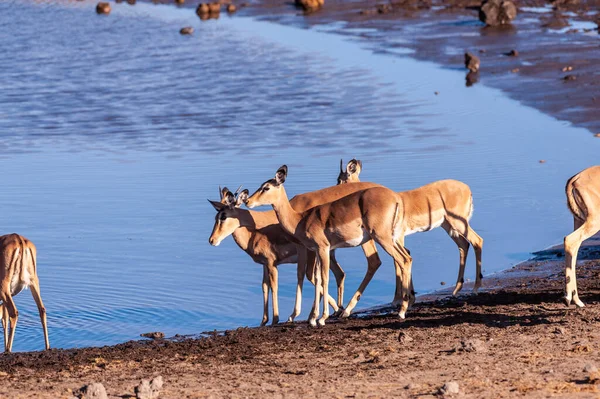Grupa Impalas Pijących Wodopoju Parku Narodowym Etosha Namibia — Zdjęcie stockowe